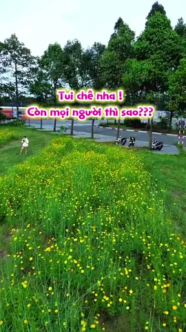 Ê chê nhaaaaa#hoanhai #thanhphomoibinhduong #binhduong #thodiathudaumot #canhdep #vuonhoa 