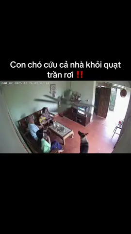 Con chó cứu cả nhà khỏi quạt trần rơi ‼️#xuhuong #viralvideo #vchannelvn #foryou #chókhôn 