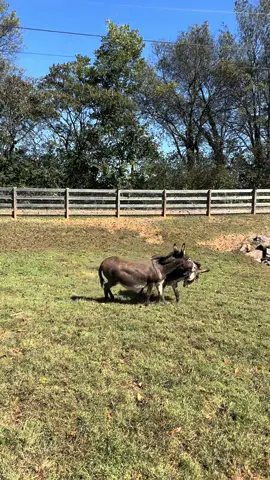 Daisy is due in December and that doesn't stop her from playing constantly with Wally 🥰#minidonkey #donkeyoftiktok #donkey #beerburro #drinkdonkey #tennessee 
