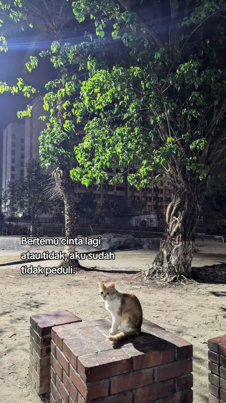 🥚Bahan: 1 butir telur Minyak goreng (secukupnya, kira-kira 2-3 sdm) Garam (opsional) 🍳Alat: Wajan atau penggorengan Spatula Kompor Mangkuk kecil (opsional, untuk memecah telur) 🔥Langkah-langkah: 1. Panaskan minyak Tuang minyak ke wajan, panaskan di atas api sedang. 2. Pecahkan telur Pecahkan telur ke dalam mangkuk (agar lebih aman) atau langsung ke wajan jika kamu sudah terbiasa. 3. Goreng telur Tuang telur ke wajan yang sudah panas. Biarkan putih telur mengeras dan bagian bawahnya sedikit kecokelatan (sekitar 1-2 menit). 4. Tambahkan garam Taburkan sedikit garam di atas telur jika suka. 5. Balik (opsional) Jika ingin bagian atasnya matang merata atau  membuat telur mata sapi matang penuh, balik telur perlahan dengan spatula dan masak lagi sekitar 30  detik - 1 menit. 6. Angkat dan sajikan Setelah matang sesuai selera, angkat dan tiriskan sebentar di atas tisu jika ingin mengurangi minyak. Sajikan hangat. 💡Tips: Untuk telur mata sapi setengah matang, goreng sebentar saja dan jangan dibalik. Bisa juga ditambahkan kecap atau sambal saat  disajikan. Selamat mencoba 👍  #galaubrutal #foryoupage #fyp 