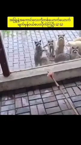 စူပါမှုန်ကြီး😂#funny 