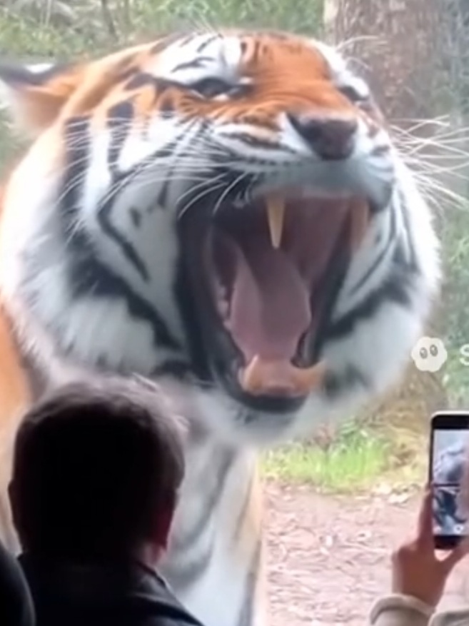 A tiger suddenly attacked a crowd of people, but thankfully everyone was safe.” ✅ #tiger #viraltiktok #funny #panic #protection @darkreality @Giulihere @petsbyanimals 