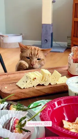 The appeal of food to cats.#cat #cats #catlove #catoftiktok #funny #foryou #funnytiktok #fyp #fypシ゚viral #cute #funnyanimals #usa🇺🇸 