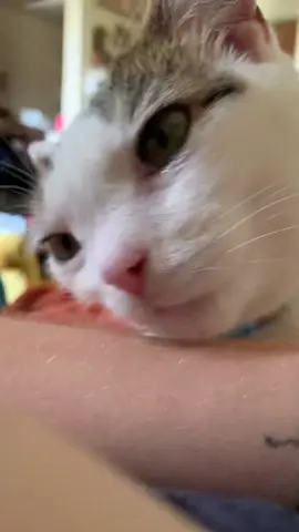 She’s hard at work🫧🧹🫧 #catsoftiktok #cattok #fyp #cat #funnycat 