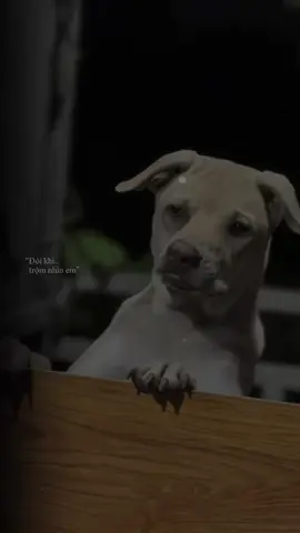 Ảnh đang ngó em Niểng của ảnh đó mấy anh chị@Tạp Hoá Nhà Hạnh 30 