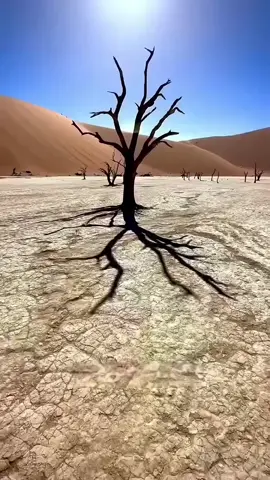 5 most dangerous trees on earth 😳 #fyp #xyzbca #viral #fypシ #foryoupage 