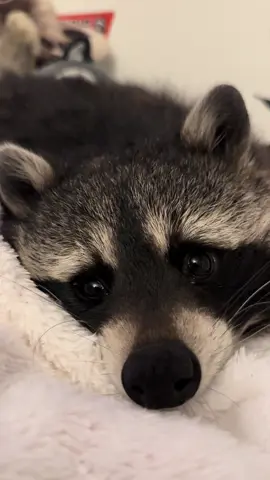 Draußen tobt der Sturm ,drinnen Kuschelparadies😴🦝❤️#cutebaby #PetsOfTikTok #sweet #fyp #tiktokviral 