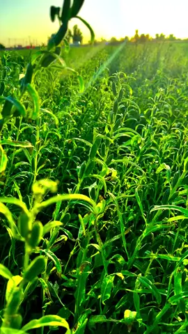 #تصويري_احترافي_الاجواء👌🏻🕊😴 #fypシ #CapCut #لايكات #فليح🍿 