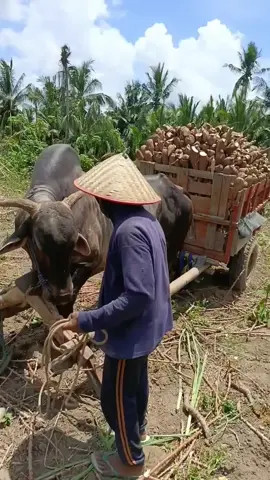 vidio nyukit🥰#fyp #grobaksingkong #grobaksapi #sobatCIKAR 