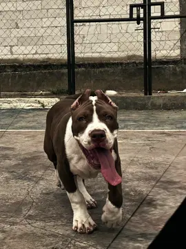 rawwrrrrr#CapCut#fyppppppppppppppppppppppp#pitbull#doglovers#doglovers