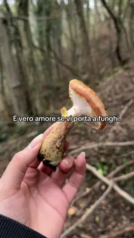 Aaaaw♥️😮‍💨🍄‍🟫 #funghi #fyp #perte 
