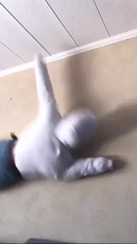 Cute Chameleon #comedy #chameleon 