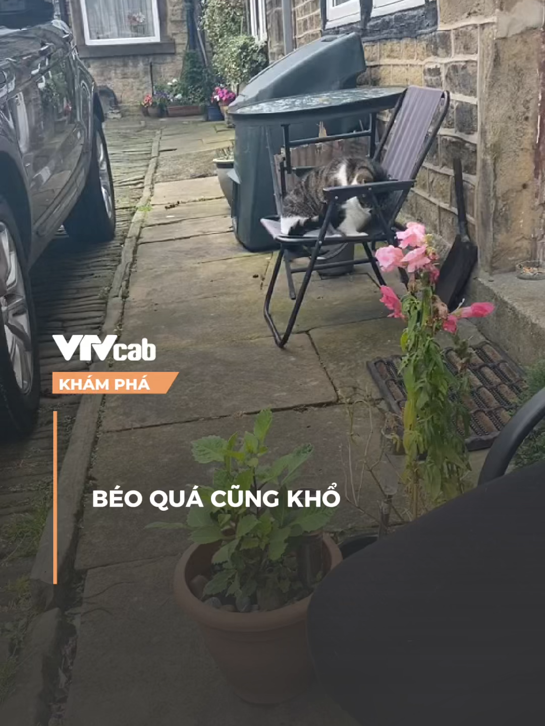 béo quá cũng khổ  #khampha #vtvcabkhampha #vtvcab #online #nvh #SportsOnTikTok #SEAGAmes2025