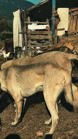 BU MEMLEKETTE YOK BU MEMLEKETTE VADİNİN ASLANLARI#karabaş #öneçıkar #karaçapar #kangal #koyunvideoları @Erdem Kurt 