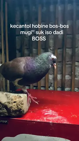 Bos muda#merpatikolongbebas #santrindugalteam #fyp 