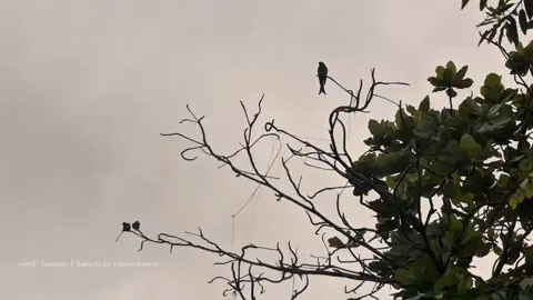 ❤️‍🩹✨️🥹 . . . . #heartbeatseason2 #reena #goviral #tamilsong #fyp 