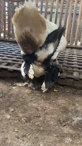 Patos 🐣🦆💨 Moscovyduck 