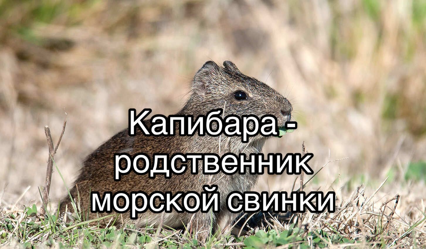 Капибара - родственник морской свинки☝️ #capybara #guineapig #капибара #морскаясвинка 