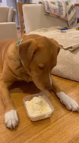 Cute baby angry on dog #cutebaby #funnyvideos #dog 