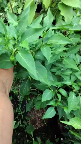 A Few Things You Might Not Know About Jalapeños Most people recognize the taste of a jalapeño, but there’s a lot more going on behind the heat. Jalapeños actually start out green and ripen to red on the plant. As they mature, they often develop striations—those little brown stretch marks along the skin. And guess what? The more striations, the hotter the pepper. It’s the plant’s way of telling you it’s been through something—often heat stress or dry conditions—and the result is more concentrated spice. Another cool thing? You can leave jalapeños on the plant to fully ripen to red, which brings a slightly sweeter flavor. These red ones are also the base for making chipotle peppers once they’re smoked and dried. Farm Takeaway: Jalapeños are one of those crops that reward attention. Stress, water levels, and harvest timing all affect flavor. So if you like heat, look for stretch marks. If you want sweetness, let 'em blush red. Either way—there’s more to jalapeños than meets the eye. #RestitutoFarms #HomegrownHeat #JalapeñoFacts #FarmToTable #GardenTips #GrowYourOwnFood #Homesteading #HotPepperFacts #FoodEducation #FallGarden