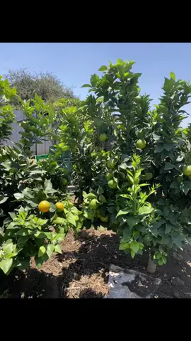 #fy #creatorsearchinsight #orange 