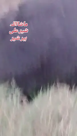 جان لینا نئے پیاری اپنی#foryoupage #foryou #جھنگ_والے_حاضری_لگواؤ۔۔۔۔۔🥀🥀😍 #likes 