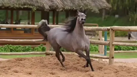 #فوله💐 #الخيل_من_خيالها❤️‍🔥 #الخيل_من_خيالها_🧿🧿الخيل_أعلم_بفرسانها🧿🐎🐎 #الخيالهہ👑🐎 #حركه_الترند✨🔥 