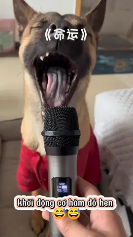 Bài hát mang tên: âm thầm bên phèn😂#petfunny #chocungcuatoi🐩🐩 #dogsofttiktok #hàihước 