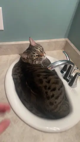 Funny fat cat #funnycats #usa🇺🇸 #cat #catsoftiktok #funnyanimals 