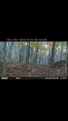 There’s something about watching those live videos from my camera—quiet hills, rustling trees, and a little reminder that life’s most beautiful moments don’t need a filter. 🤎🌾