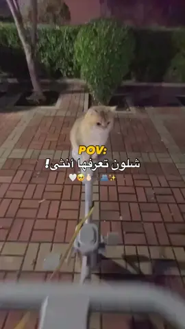 😍😍😍الدلع  .. ..  #baby #fyppppppppppppppppppppppp #baby #fyppppppppppppppppppppppp #meme 