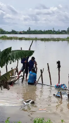 tất cả ruộng vườn  cây ăn trái của bà con tỉnh mình đang chìm trong biển nước #duchoa1509 #nauankechuyen #dongthap66 #kechuyen #monngonmoingay 