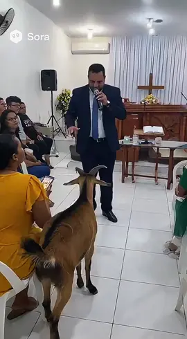 O bode atacou o pastor 😱 #igreja #bode #pastor 