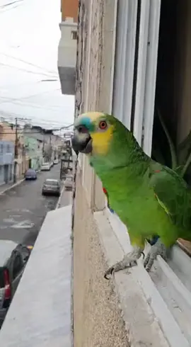 Papagaio fofoqueiro.😂    #viral #foryoupage #papagaio 