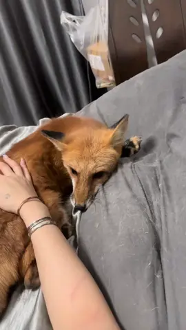 #cute #douyin #fyp #可爱 #fox 