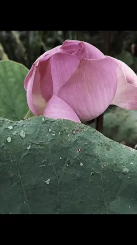 Không nói ra chắc tot honn.#hoa #fyp #hoasen 