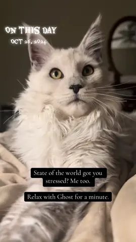 #onthisday a year later and I feel like we all need this more than ever #asmr #mainecoon #purr 