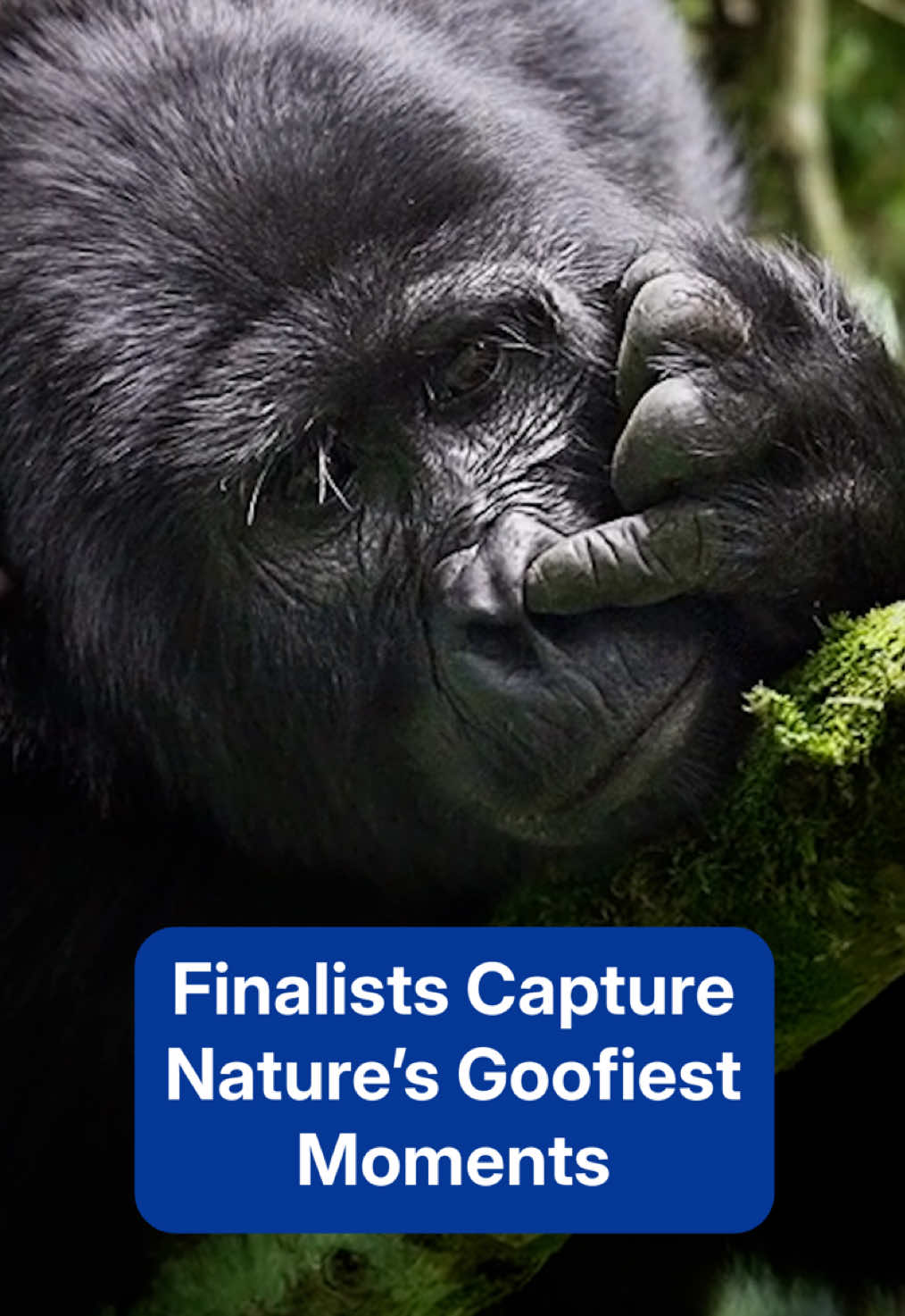 The finalists of the 2025 Nikon Comedy Wildlife Awards have been announced. Highlighting still photographs and videos taken from around the world, the contest captures nature’s silliest moments. Viewers have until March, 2026 to vote for the favorites.