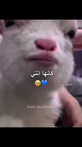 منشن💙🥹 #أحمد_المعراوي #ArabTikTok #ArabslnUSA #USA #اكسبلور 