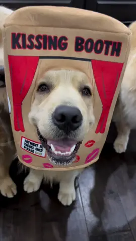 💋💋 kissing booth hehe so cute 💋💋🥰🥰❤️❤️ #dogs #goldenretriever #cute #tiktok #Love 