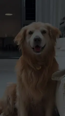 Wink wink #goldenretrievers #goldenretriever #dog 