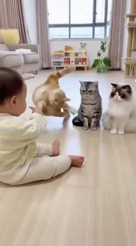 Baby's Finger Gun Knocks Over Three Cats! 👶👉 | #babyandcats #funnybaby #cattricks #playdead #cutenessoverload