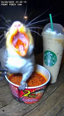 Squirrel tries the 2x spicy ramen 🥵😂 #fyp #viral #spicy #animal #funnymoment 