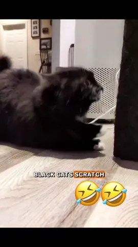 🤣🤣#catsoftiktok #PetsOfTikTok #voiceover #funny #foryou 