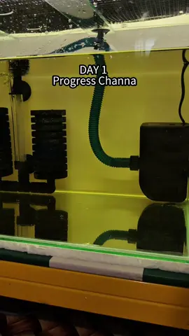 Day 1, coba2 progress Channa 😌 #day1 #ikan #channa #channalimbata #fyp 