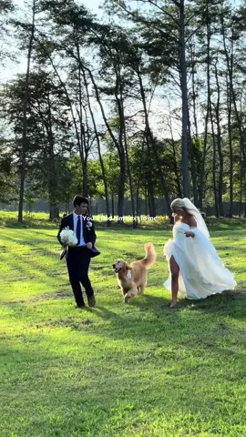 my soul dog❤️ #souldog #goldenretriever 