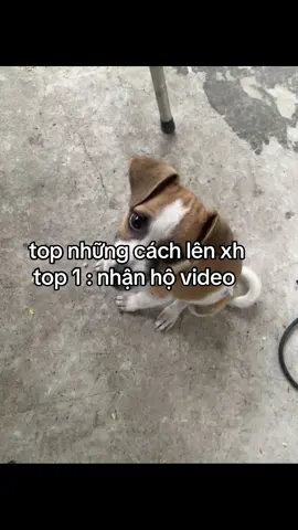 có ai cần hộ khum    #xhtiktok #nhanhovideo #choyeu #xhtiktok #viral 