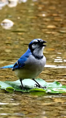 🕊️🍃 The Gift of the Leaf 🌊💞 By the edge of a quiet river, two birds stand on opposite banks — one small and bright, the other slightly larger, its feathers reflecting the morning light. The current between them flows steadily, carrying fallen leaves downstream. The smaller bird watches, hesitant, unable to cross. The other bird searches the ground, finds a wide leaf, and gently picks it up in its beak. With careful steps, it places the leaf on the water and nudges it forward. The little bird hops onto it, floating gracefully across the surface, wings half-open for balance. When it reaches the other side, it chirps softly — a sound full of warmth and gratitude. The two birds meet, bow their heads toward each other — a quiet moment of respect, trust, and friendship beyond words. Around them, the river sparkles in the sunlight, carrying away the last ripples of their act of kindness. #BirdFriendship #NatureHarmony #KindnessInNature #WildlifeWonder #TikTokNature 