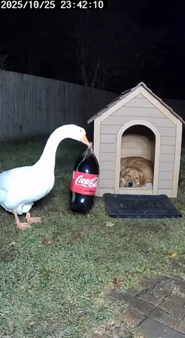Eine Gans will den Hund mit Coca-Cola und Mentos ärgern und dabei fliegt das ganze Hundehaus in die Luft 😱 Mit extra slowmotion 👌 #sora #spaß #hund #fyp #tiere 