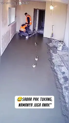 #catlover #catlovers #vypシ 
